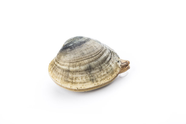 cockle