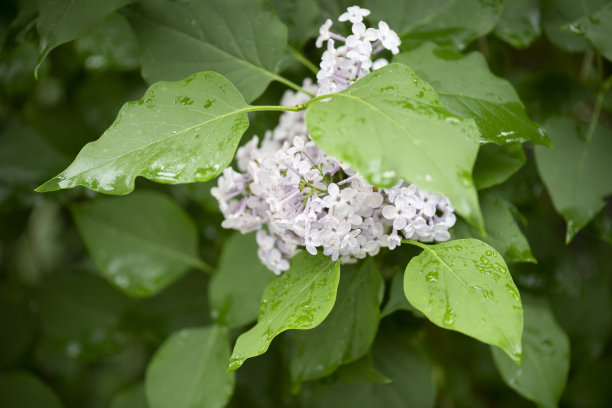 雨后白丁香花