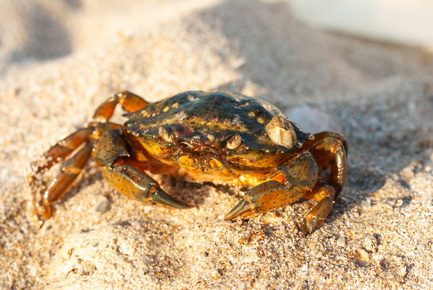 活海鲜