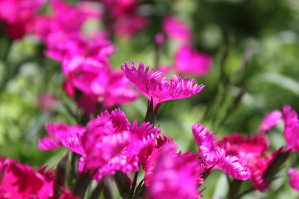 雌蕊和雄蕊花艺