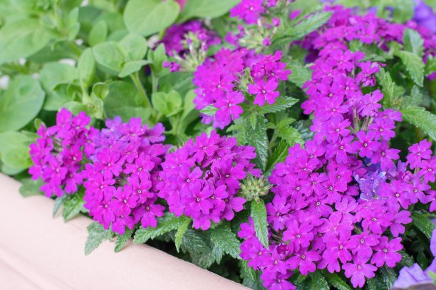 verbena