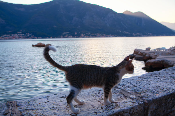 夏日小猫