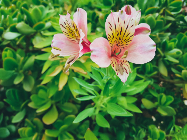 橙红色花朵条纹背景图案