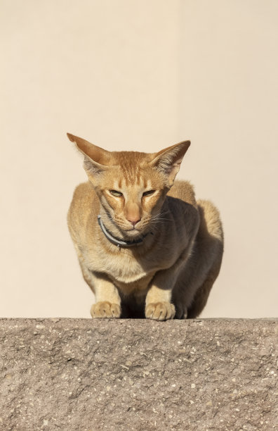 上墙的猫