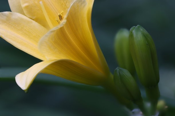 雌蕊和雄蕊花艺