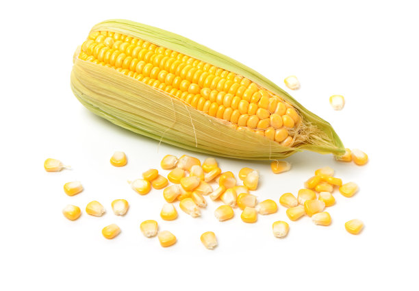金色玉米种子