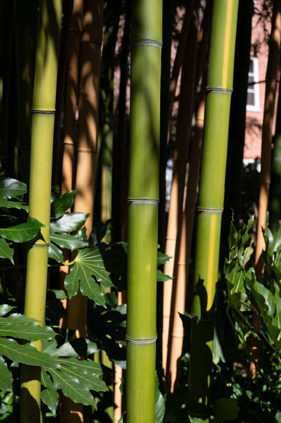 竹子图片竹林壁纸