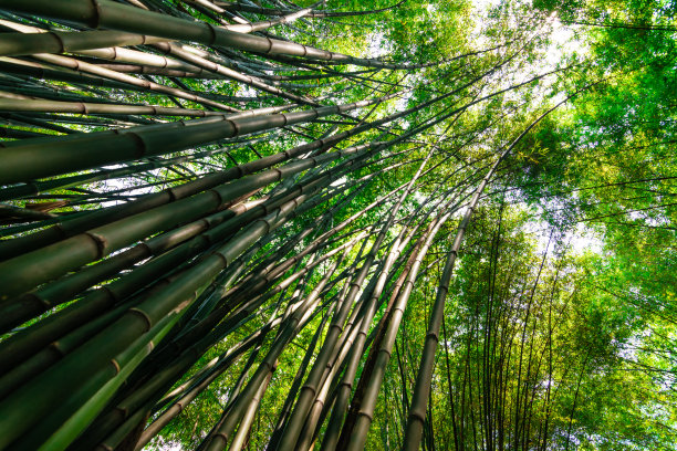 竹子图片竹林壁纸