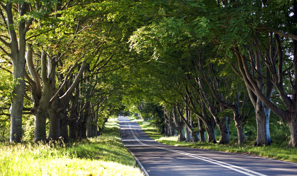 avenue