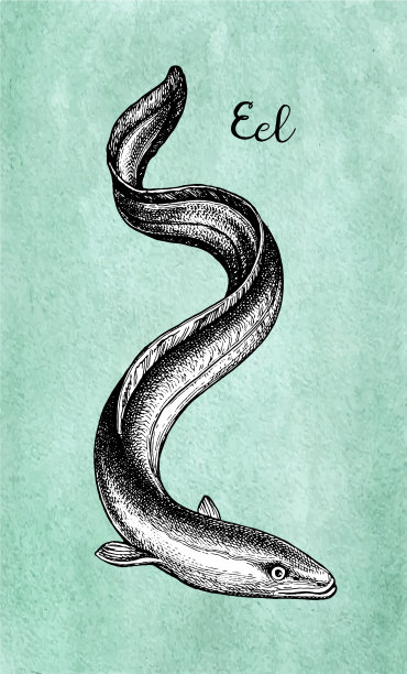 eel