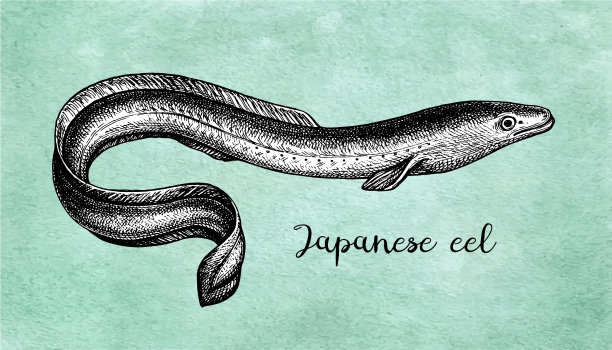 鳗鱼