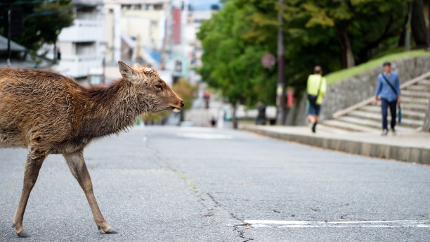 日本奈良