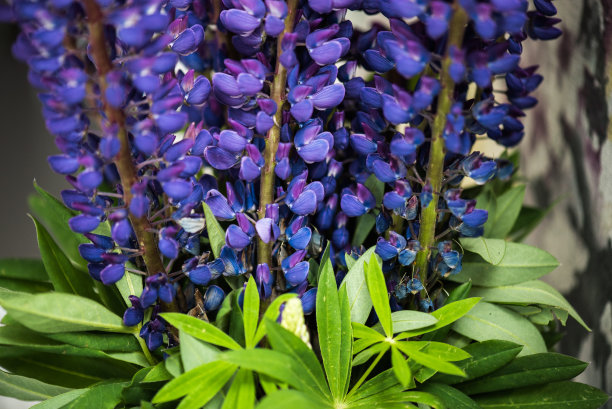 lupinus