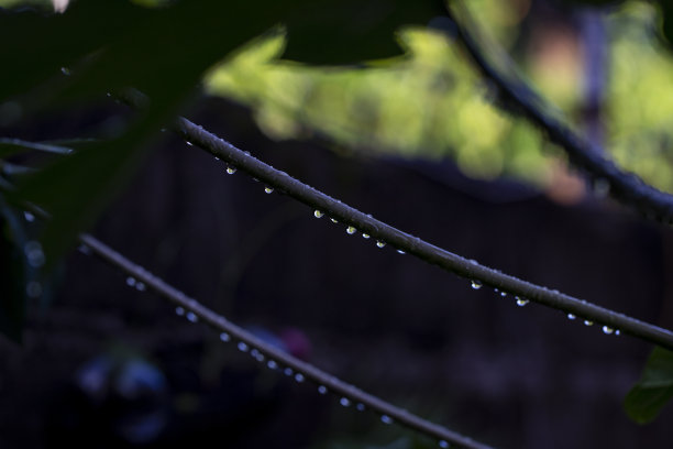 热带植物 链条