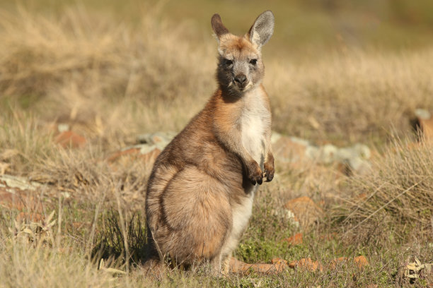 wallaroo
