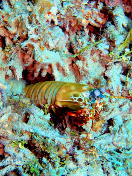 crustacean