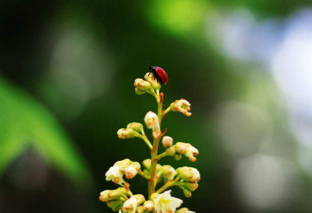 季节,彩色背景,红色