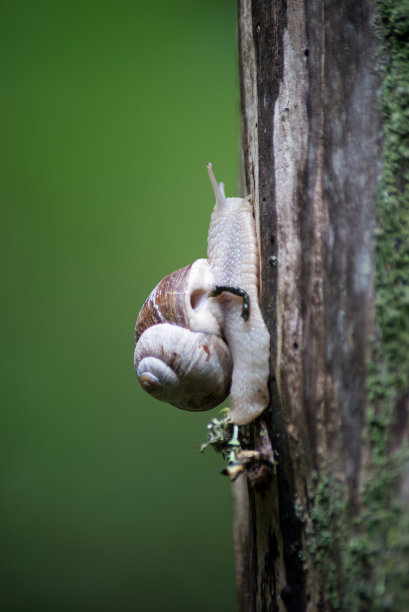 树木 蜗牛