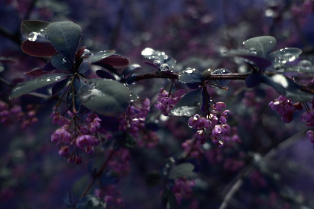 大片小紫花