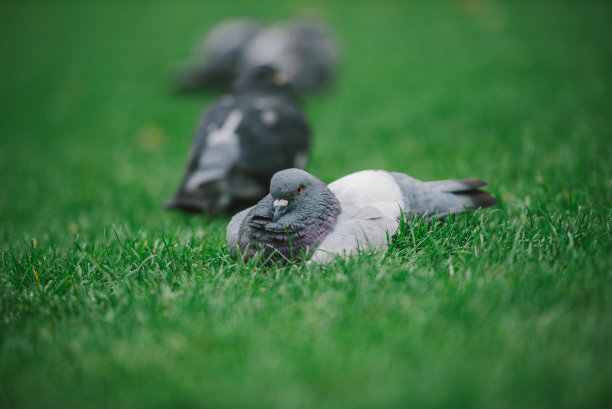 草地上的鸽子