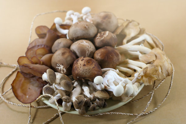 多种蘑菇