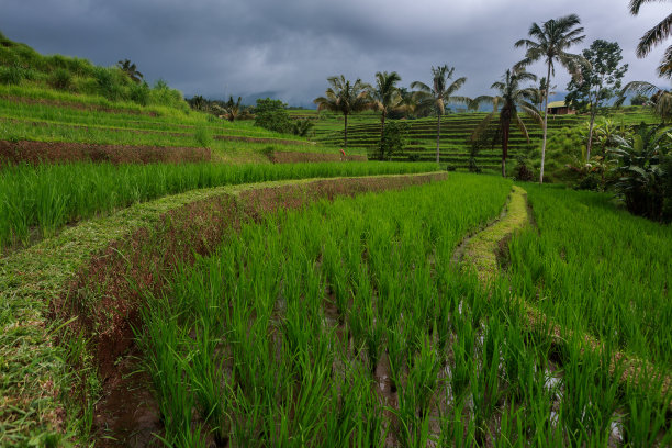 东南亚农业