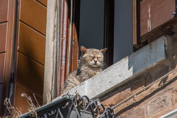 上墙的猫