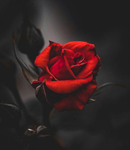 黑背景红玫瑰