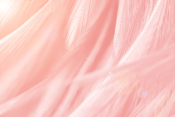 粉色天鹅