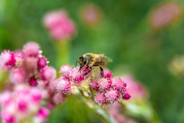 油菜花田里采蜜的蜜蜂