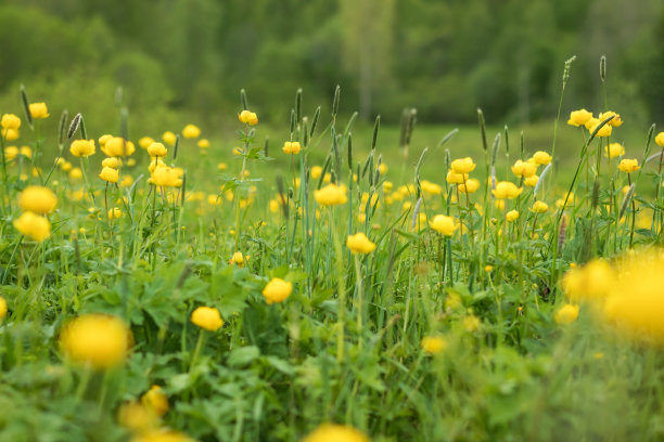 艳丽花朵花纹