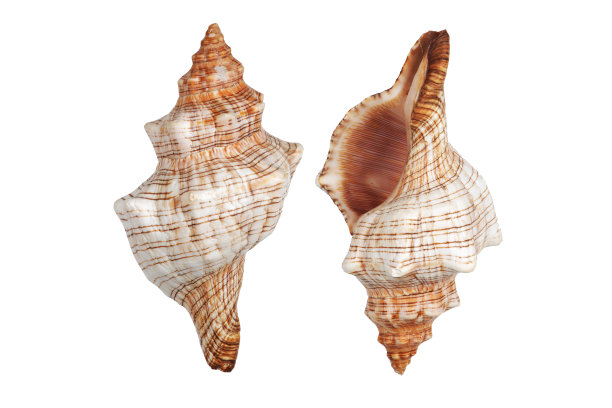 conch