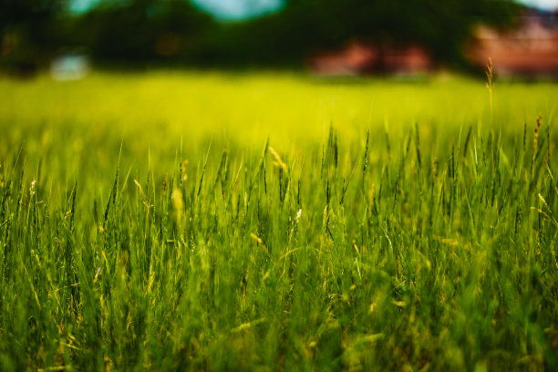 草原自然风景