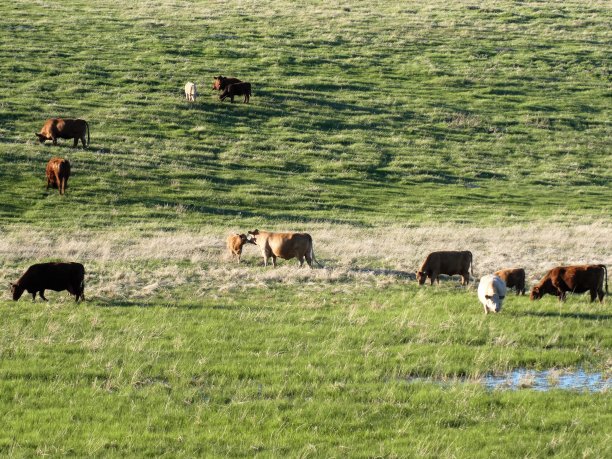 夏季草原牧场草场牛群