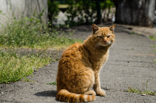 猫咪肖像