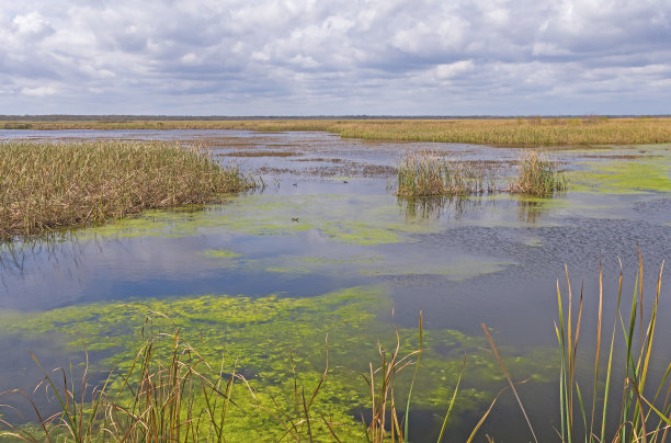 湿地生态保护