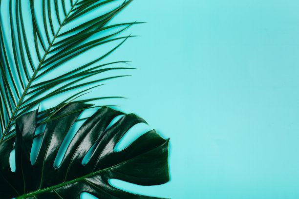 清新蓝绿棕榈叶图案背景