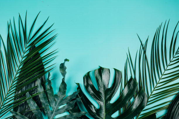 清新蓝绿棕榈叶图案背景