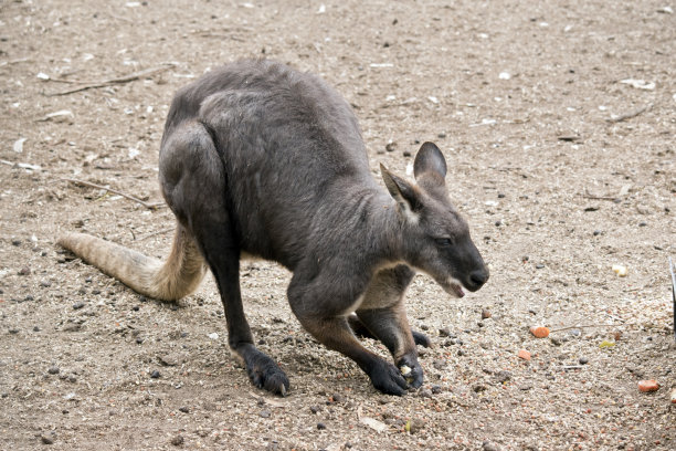 wallaroo