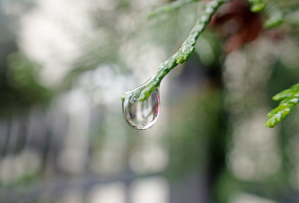 雨与松针