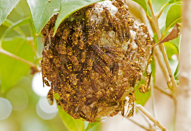hornets
