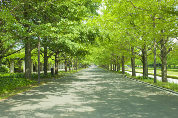 avenue