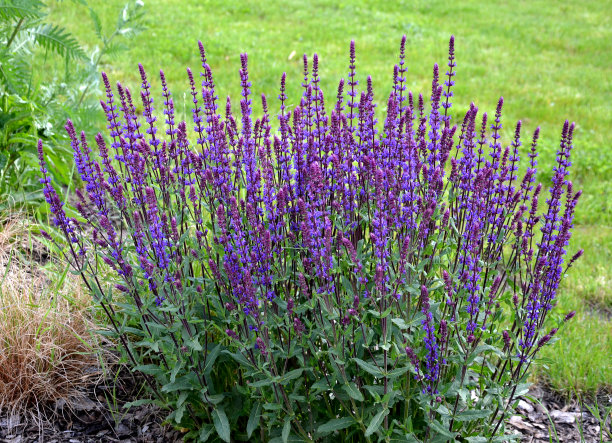 salvia