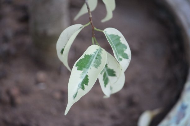 鲜花盆栽吊挂