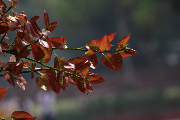 榆树花开