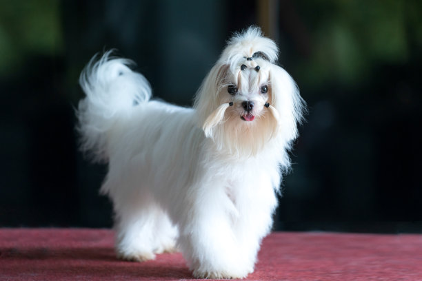 台湾犬图片大全 台湾犬设计素材 台湾犬模板下载 台湾犬图库 昵图网soso Nipic Com