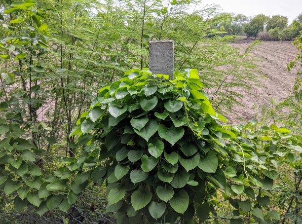 东南亚热带植物