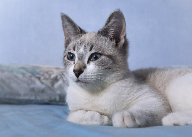 蓝白短毛猫