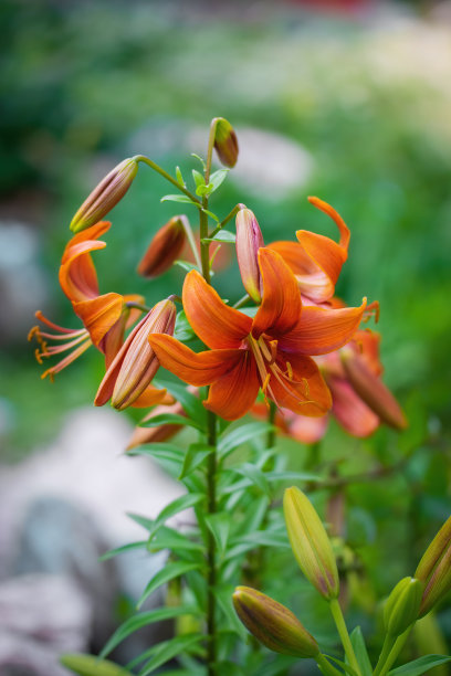 雌蕊和雄蕊花艺