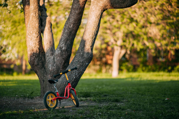 自行车和树